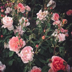 性感裸体美女自慰高潮
